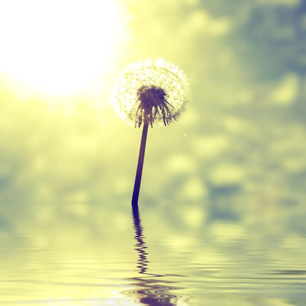 Beautiful dreamy spring nature background with dandelion - Photo, Image