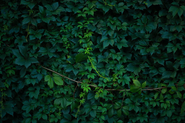 ブドウの葉で作られた壁のクローズアップ。濃い緑の葉. - 写真・画像