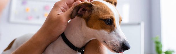 partial view of businessman touching head of jack russell terrier dog in office, panoramic crop - Photo, Image
