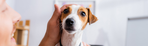 selektiver Fokus des Geschäftsmannes, der den Kopf des Jack Russell Terrier Hundes berührt, horizontales Bild - Foto, Bild