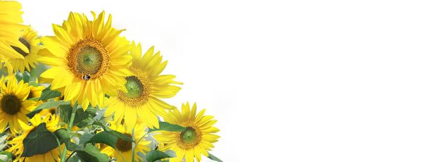 Ripe sunflower with yellow petals and dark middle - Photo, Image