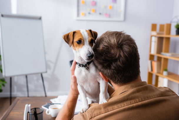 vista trasera del hombre de negocios sosteniendo gato blanco russell terrier perro con manchas marrones en la cabeza en la oficina - Foto, imagen