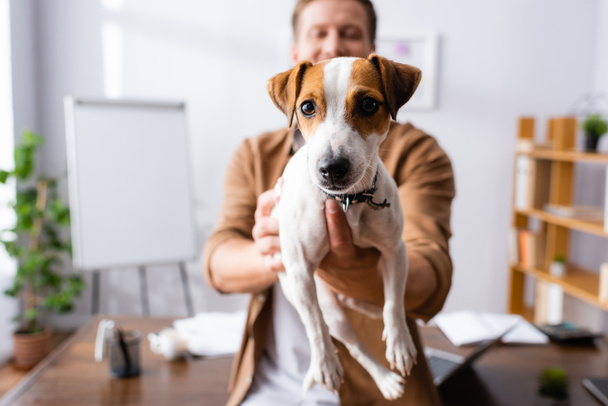 selective focus of businessman holding jack russell terrier dog in office - Photo, Image
