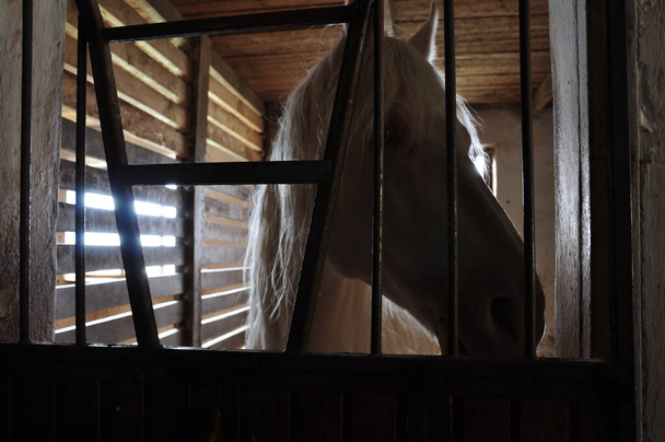 White-maned horse in a stable looks out from behind the bars.Close-up. - Photo, Image