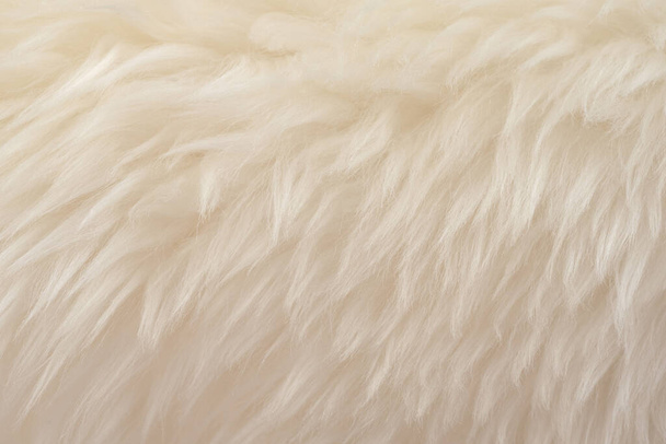 ベージュの上質感の背景を持つ白い本物のウール。軽いクリーム天然羊のウール。シームレスな綿、デザイナーのためのふわふわの毛皮の質感 - 写真・画像