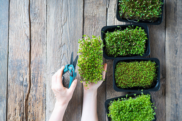 Microgreens care and growing background with micro green sprouts in trays and female hands with garden tools - Foto, Imagem
