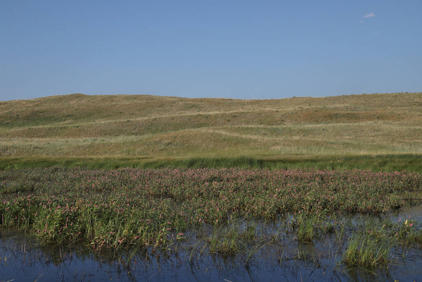 Typical landscape at Crescent Lake National Wildlife Refuge, Nebraska (water knotweed in the foreground) - Photo, Image