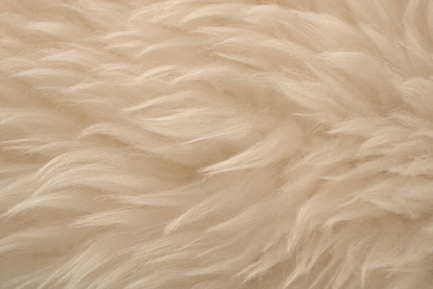 White real wool with beige top texture background. light cream natural sheep wool.  seamless plush cotton, texture of fluffy fur for designers - Photo, Image