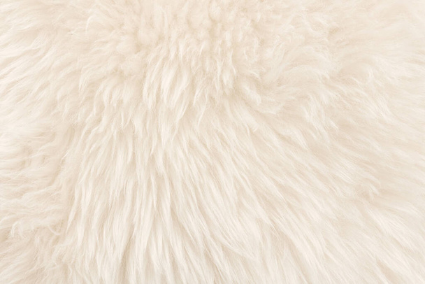 Witte echte wol met beige top textuur achtergrond. lichte room natuurlijke schapenwol. naadloos pluche katoen, textuur van pluizig bont voor ontwerpers - Foto, afbeelding