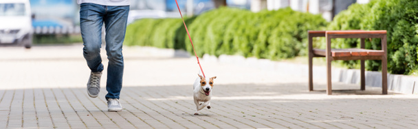 partial view of man in jeans running along alley with jack russell terrier dog on leash, horizontal image - Photo, Image