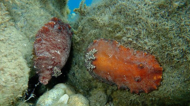 Merietana punaruskea nudibranch tai punaruskea nahkainen doris (Platydoris argo) merenalainen, Egeanmeri, Kreikka, Halkidiki - Valokuva, kuva