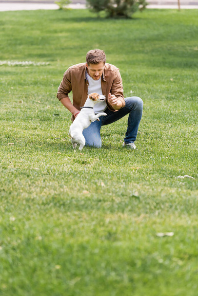 Młody mężczyzna w koszuli i dżinsach zabawia się z psem terrier Jackiem Russellem na trawniku w parku miejskim - Zdjęcie, obraz