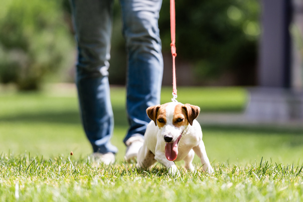 Selective focus of jack russell terrier with sticking out tongue walking near man in park  - Photo, Image