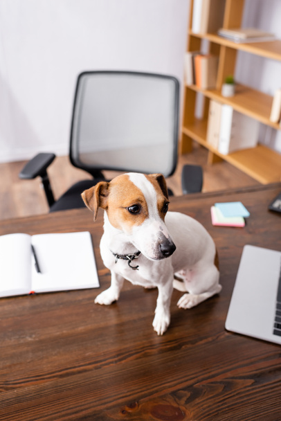 Selective focus of jack russell terrier sitting near laptop and notebook on office table  - 写真・画像