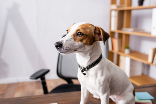 Selective focus of jack russell terrier looking away on office table  - Fotó, kép