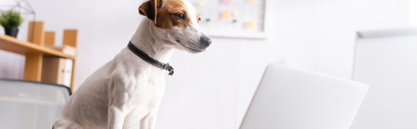 Horizontal crop of jack russell terrier sitting near laptop in office  - Foto, immagini