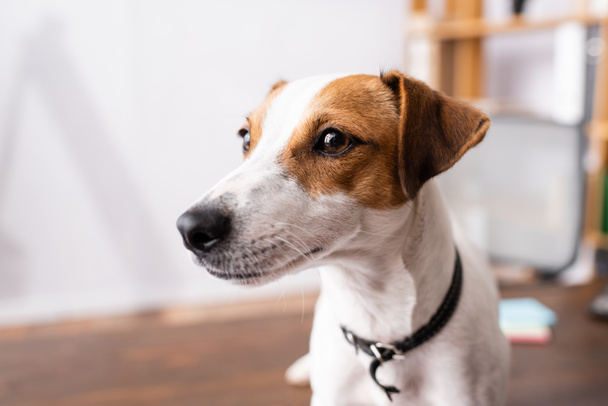 Selective focus of jack russell terrier looking away in office  - Foto, imagen