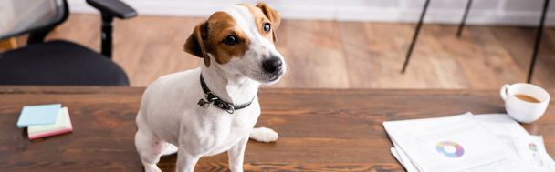 Horizontal image of jack russell terrier sitting near cup of coffee and papers on office table  - 写真・画像