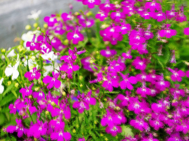Niewyraźne tło kwiatowe z fioletową lobelią. Stylizacja obrazu lobelia przez szkło. - Zdjęcie, obraz