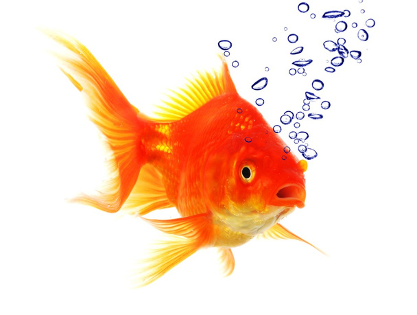 Goldfish and bubbles - Photo, Image