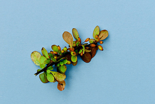 Ein kleiner Zweig Berberitze mit Früchten und grünen Blättern liegt auf einem blauen Tisch.. - Foto, Bild