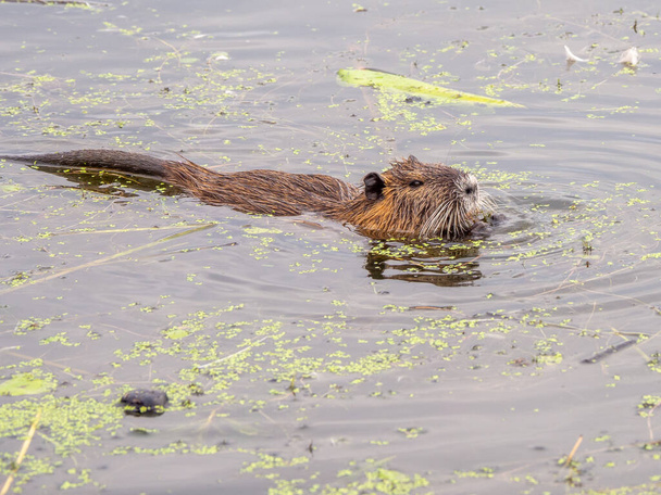 a nutria swims through a lake in search of food - Photo, Image