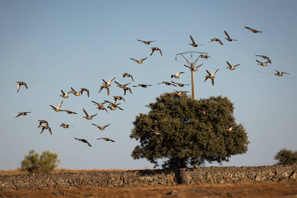 Doğal ortamlarında ördek sürüsü. - Fotoğraf, Görsel