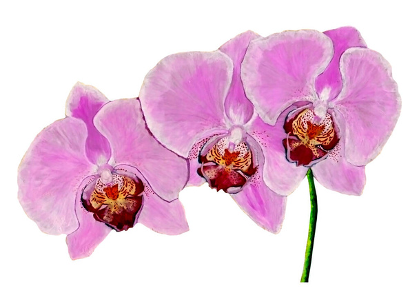Akwarela ilustracja piękne trzy fioletowe i różowe storczyki dla delikatnego projektu na białym odizolowanym tle - Zdjęcie, obraz