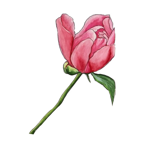 Watercolor illustration of beautiful pink peony bud for delicate design on white isolated background - Foto, Imagen