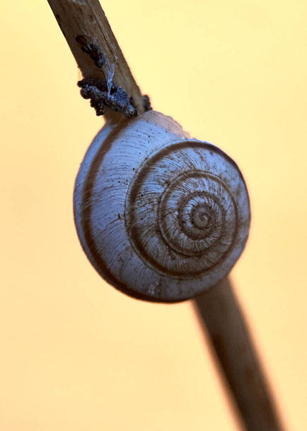 White snail, on tree trunk, age rings, lines, macro photography - Photo, Image