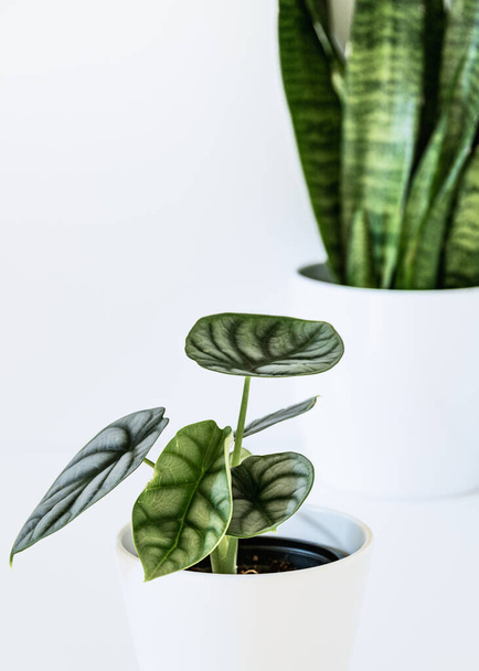 Exotic housplants on a white background. Alocasia silver dragon plant with sansevieira in the background. Exotic houseplants with lush green foliage. - Photo, Image