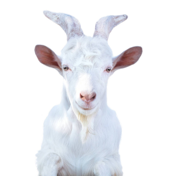 white horned goat with a beard on a white background - Photo, image