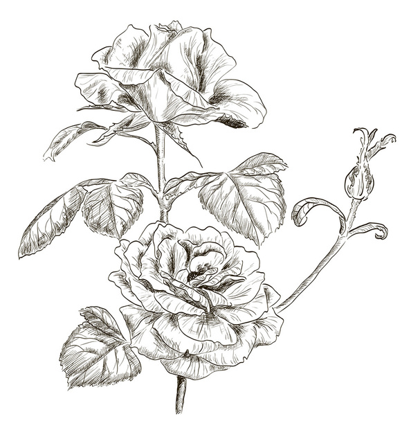 Hand drawn rose - Vecteur, image