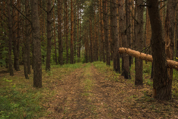 landscape in a pine summer forest in the summer of the Russian Federation. High quality photo - 写真・画像