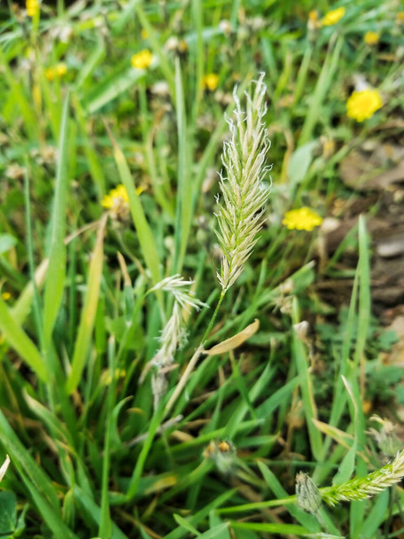 Sweet vernal grass, Anthoxanthum odoratum, growing in Galicia, Spain - Photo, Image