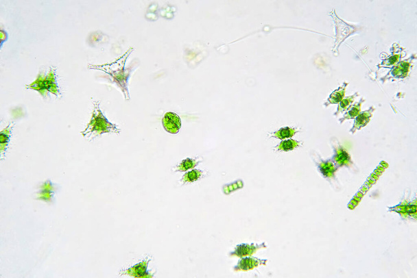 Makean veden planktonia mikroskoopilla laboratoriossa. - Valokuva, kuva