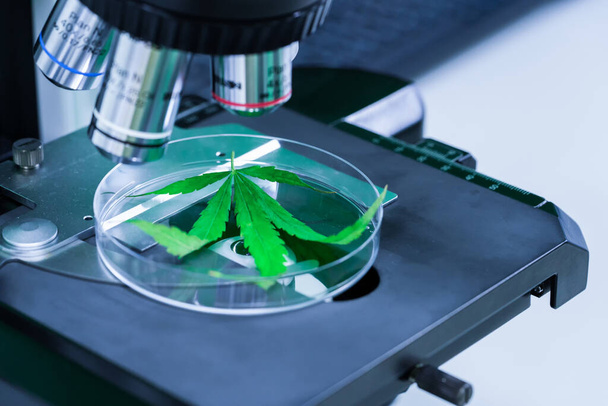 Kannabis (marihuana) mikroskoopilla laboratoriotutkimuksessa. Vaihtoehtoisen lääketieteen käsite, lääkekannabis. - Valokuva, kuva