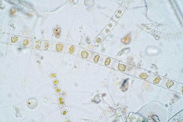 Plancton aquatique marin sous la vue au microscope. - Photo, image