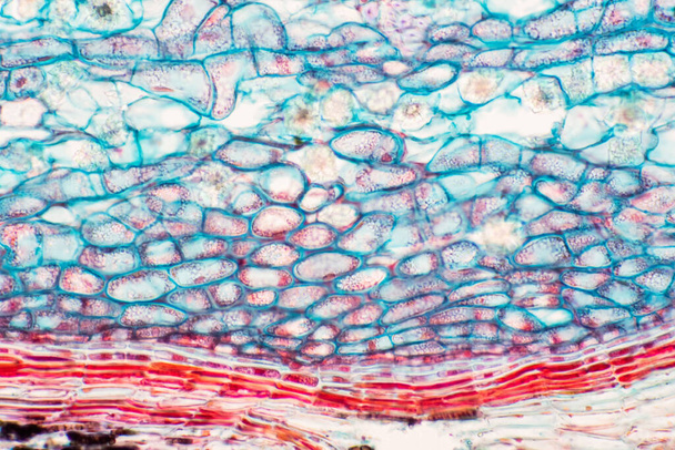 Οι διατομές των βλαστικών κυττάρων στο μικροσκόπιο δείχνουν τη δομή των κυττάρων του κολλεγχυματος για την εκπαιδευτική βοτανολογία.. - Φωτογραφία, εικόνα