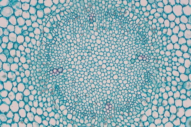 Querschnitte der Pflanzenwurzel unter dem Mikroskop zur Ausbildung der Pflanzenphysiologie. - Foto, Bild