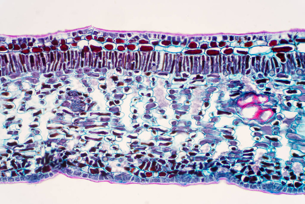 Φύλλο διασταυρούμενης διατομής του φυτού κάτω από το μικροσκόπιο για εκπαίδευση. - Φωτογραφία, εικόνα