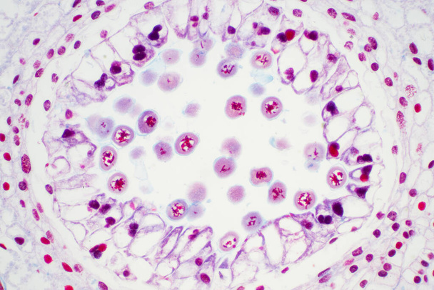 Lily anther dwarsdoorsnede gezien door microscoop weergave voor onderwijs. - Foto, afbeelding