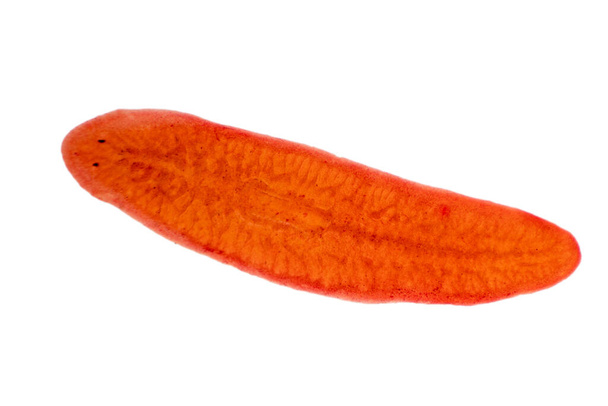 Planaria flatworm κάτω από την προβολή μικροσκόπιο. - Φωτογραφία, εικόνα