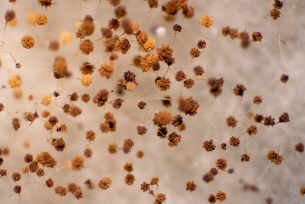 Les champignons de la moisissure du pain au microscope pour l'éducation. - Photo, image