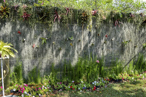 свіжа зелена рослина стіна в саду природи
 - Фото, зображення