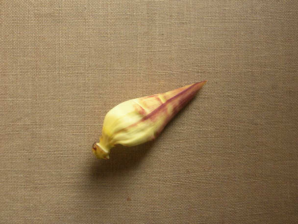 Žlutá a červená barva syrová Banánová květina - Fotografie, Obrázek