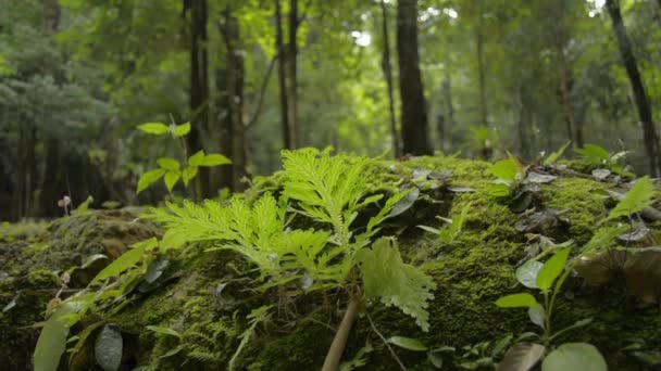 Dicht bij groene planten groeien op de grond met een man wandelen in tropisch regenwoud. Toerist met rugzak wandelen door de jungle in de zomer. Laag hoekzicht. - Video