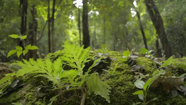 Nahaufnahme grüner Pflanzen, die auf dem Boden wachsen, zusammen mit einem Mann, der im tropischen Regenwald wandert. Touristen mit Rucksack wandern im Sommer durch den Dschungel. Niedriger Blickwinkel. - Filmmaterial, Video