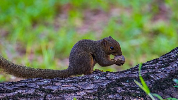 Natura fauna selvatica immagine di scoiattolo mangiare nella giungla profonda. - Foto, immagini