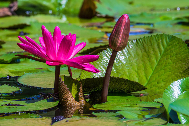 Waterlily on garden pond for background use - Photo, Image